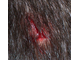 head wound.jpg